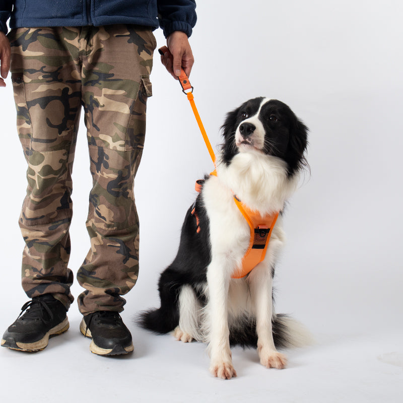 Freedom Flex Dog Harness Combo