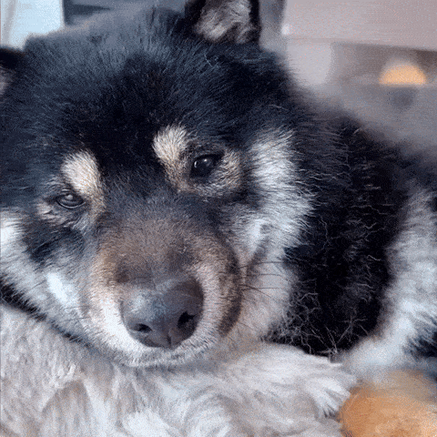 Pet Grooming Mist Brush